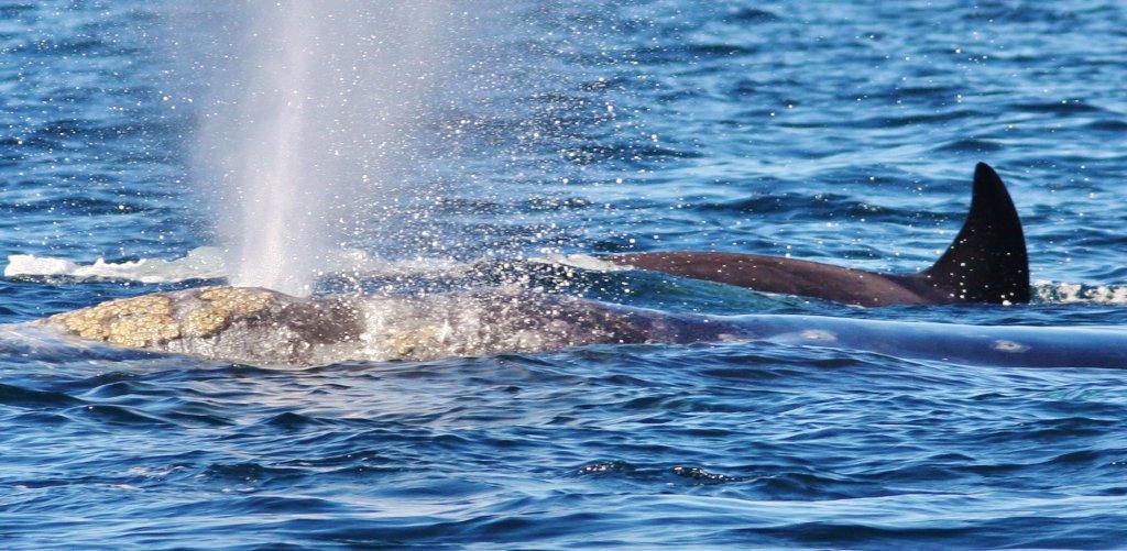 Gray Whale & Killer Whale