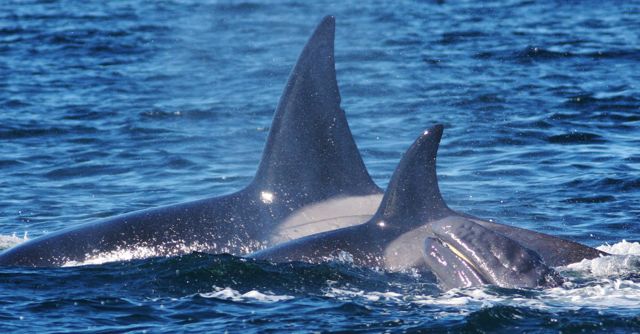 Orcas and Gray Whale baby