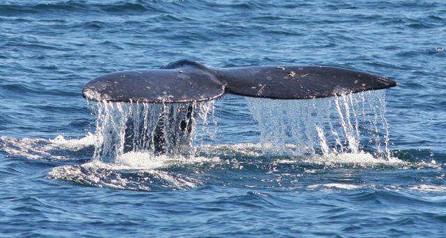 California Gray Whale