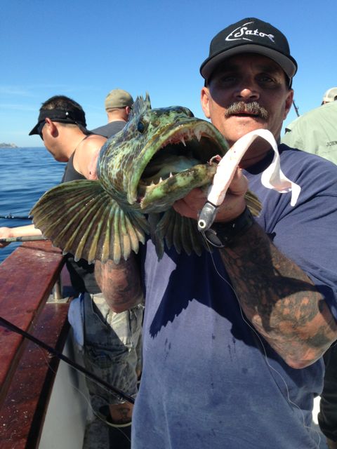 Ling Cod teeth