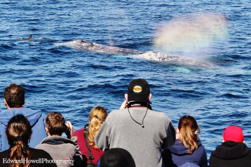 Channel Islands Whale Watching Gray Whales