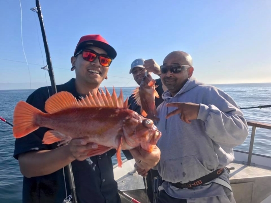 Read more about the article Fish Report – White Seabass are starting to bite in Channel Islands