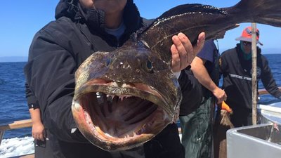 You are currently viewing Fish Report for Channel Islands Sportfishing for April 16, 2016