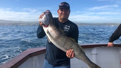 You are currently viewing White Seabass fishing in the Channel Islands