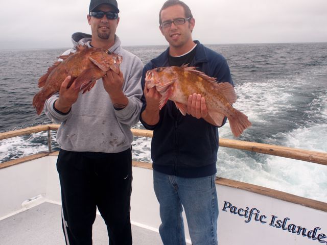 Pacific Islander Rock Fish - Santa Cruz Island