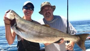 Read more about the article Yellowtail and White Seabass are still biting