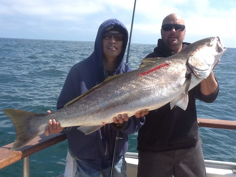 White Sea Bass Aloha Spirit Channel Islands