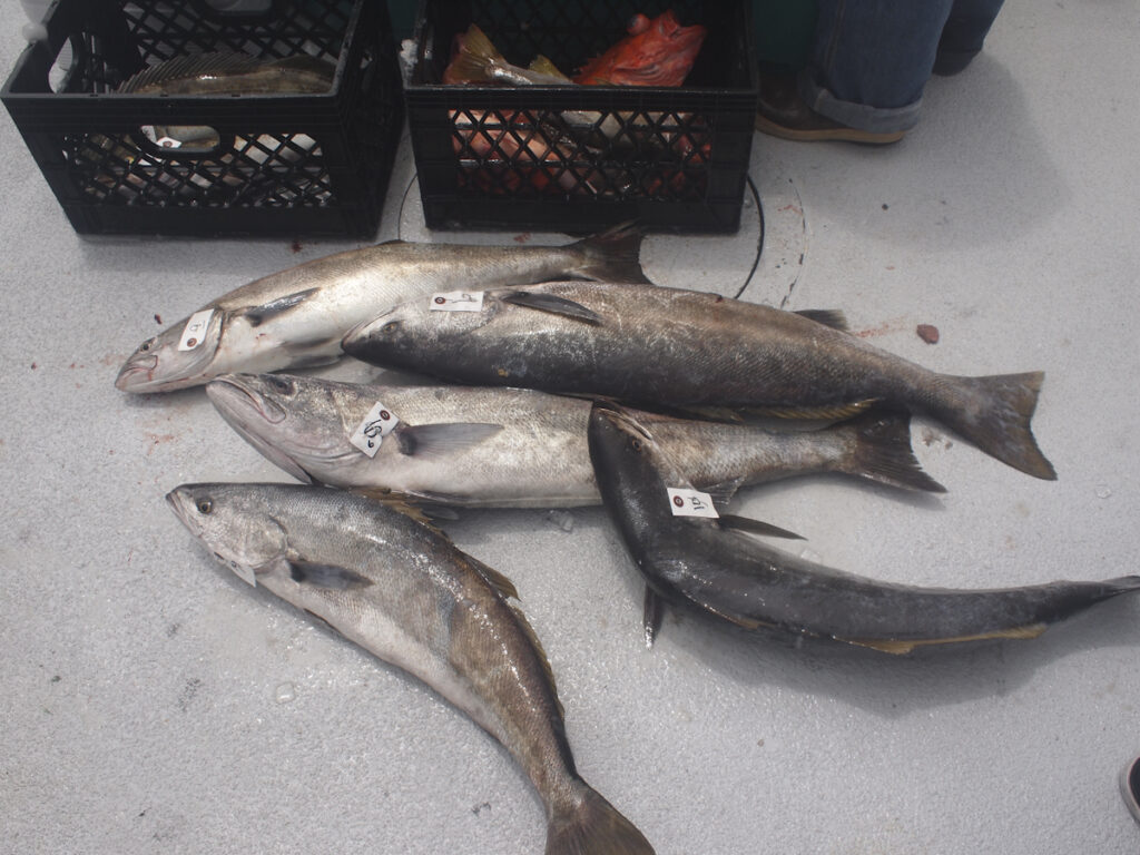 Pacific Islander Ling Cod White seabass Rockfish