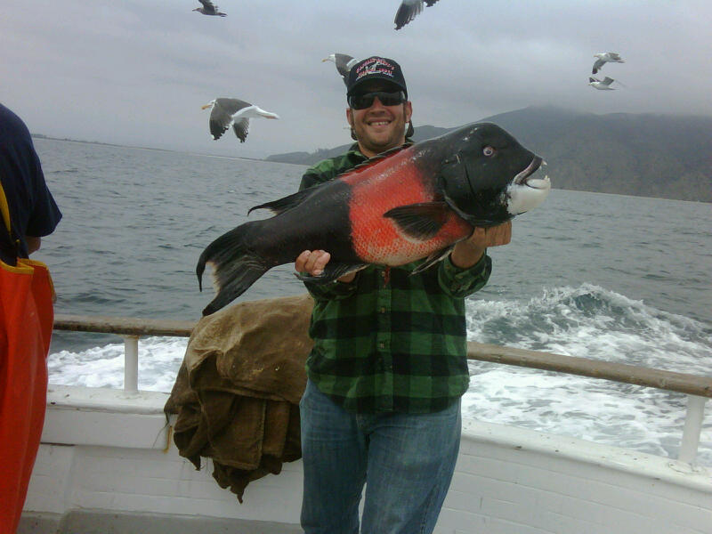 Fishing Sheephead Channel Islands Gentleman
