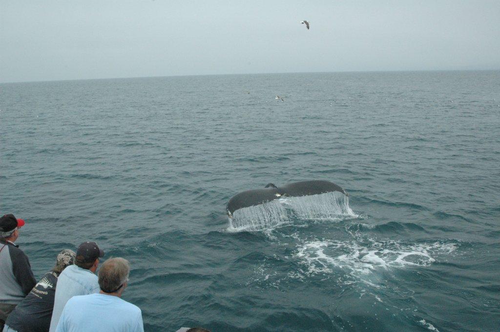 Gray Whale Channel Islands Whale Watching Ranger 85