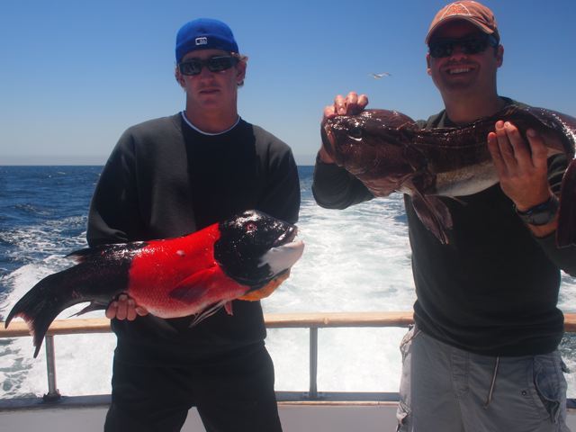 California Sheephead Pacific Islander Channel Islands