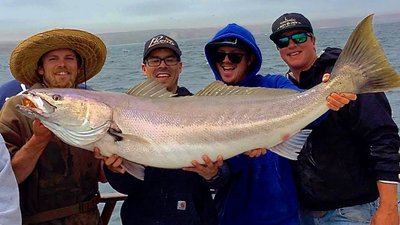 You are currently viewing White Seabass at the Northern Channel Islands