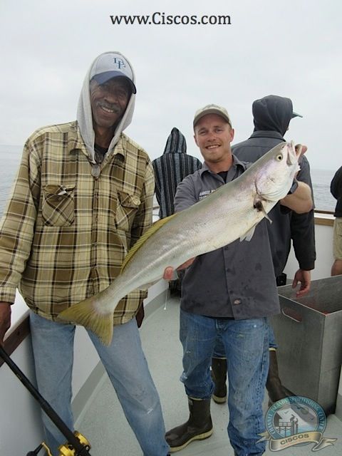 White Seabass Ranger 85 fishing Channel Islands Sportfishing