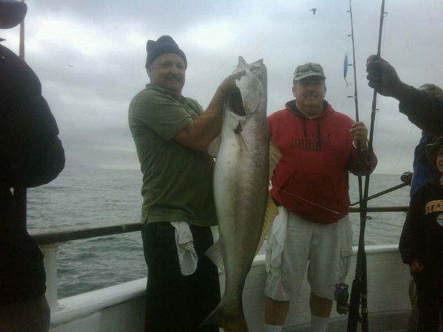 Channel Islands Sportfishing White Seabass on the Gentleman