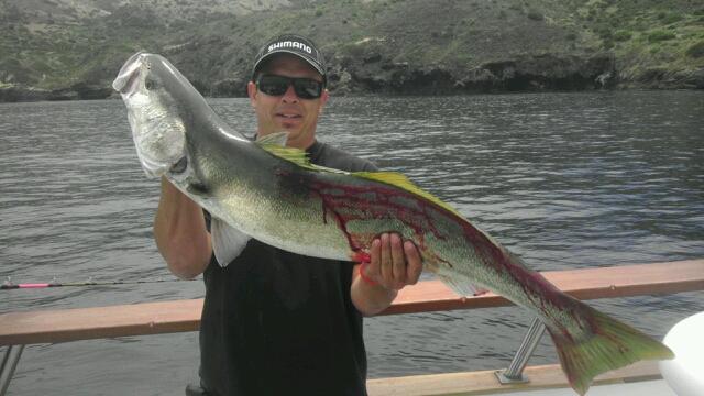 Coral Sea White Sea bass Channel Islands Sportfishing