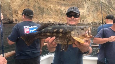 Read more about the article Summer time fishing the Channel Islands good again this week