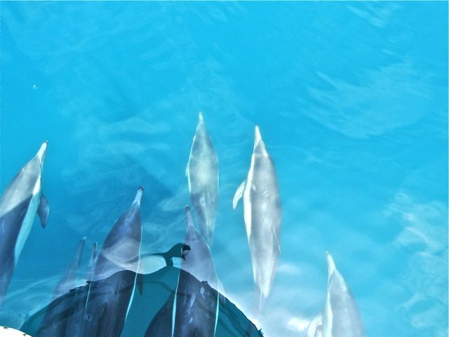 Dolphins in Channel Islands Whale Watching
