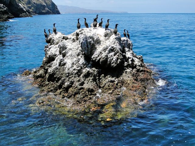 i Tour Anacapa Island Channel Islands Whale Watching