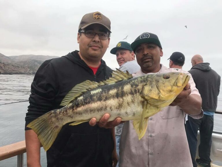 Calico Bass fishing best in years in the Channel Islands Channel