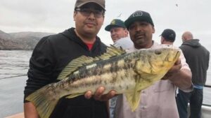 Read more about the article Calico Bass fishing best in years in the Channel Islands