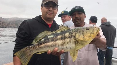 Calico Bass fishing best in years in the Channel Islands – Channel