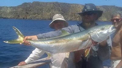 Read more about the article White Seabass still around along with Yellowtail and more!