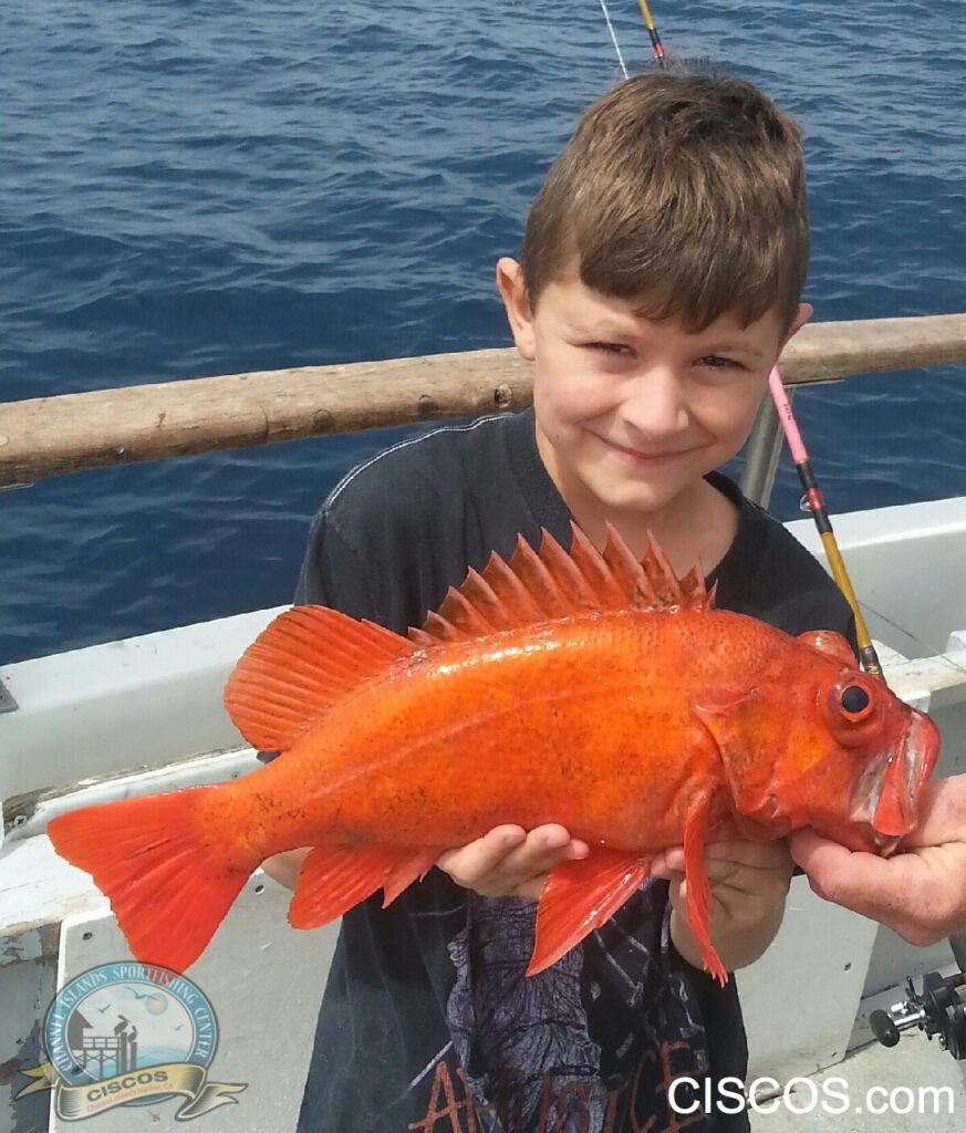 Fishing with Kids on the Cobra Channel Islands Sportfishing
