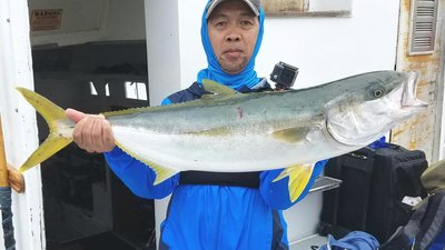 You are currently viewing Yellowtail continue to bite in the Channel Islands