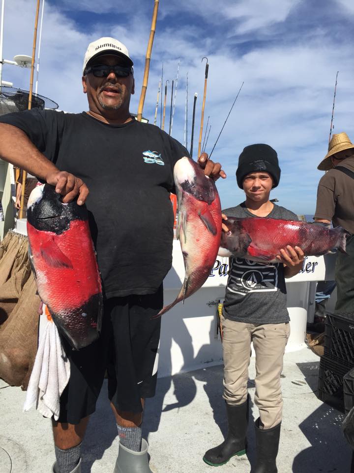 Pacific Islander Sheephead fishing