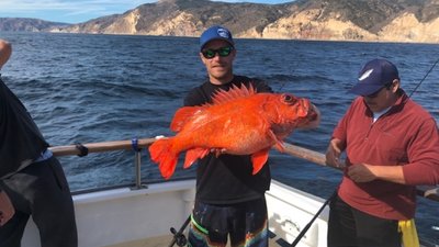 You are currently viewing Fishing remains good at the Channel Islands