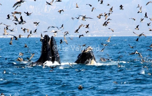 Humpback Whales Lunge Feeding Channel Islands