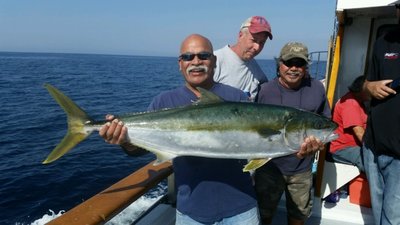 You are currently viewing Battling the big Yellowtail