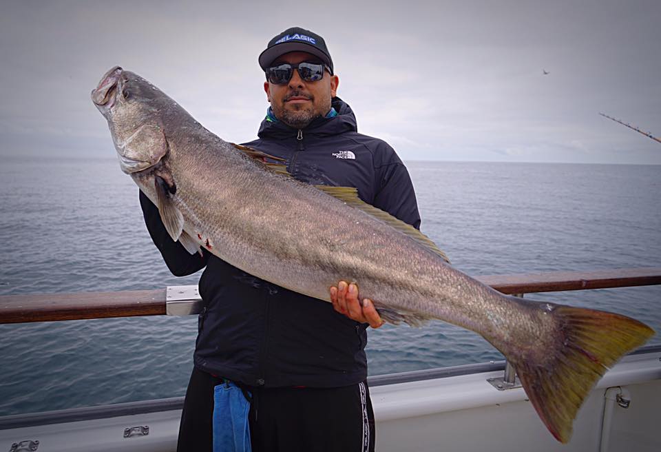 Calico Bass fishing, Yellowtail and White Seabass – Channel Islands  Sportfishing