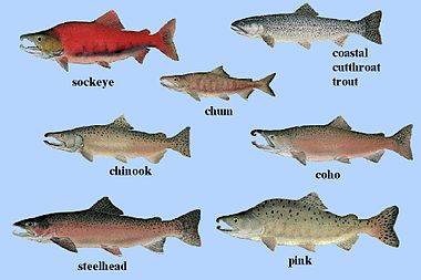 Salmon – Pacific Coast Outdoors