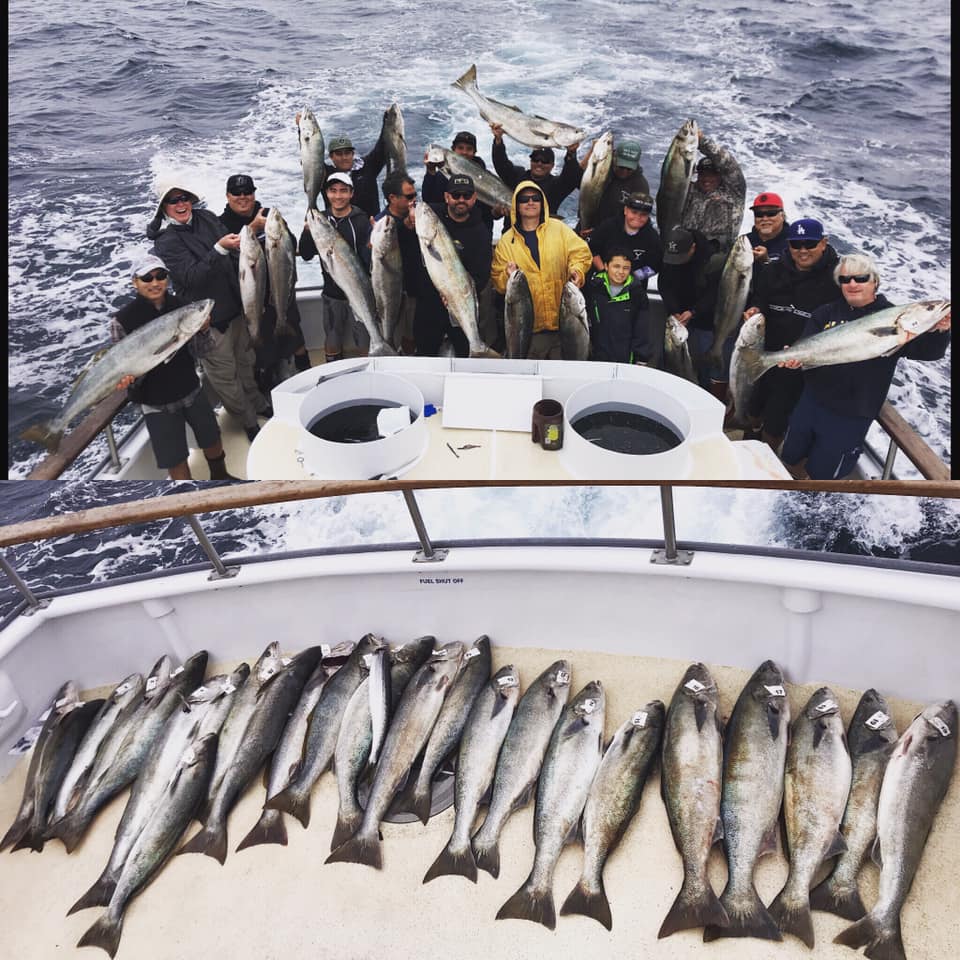 White Seabass Channel Islands Sportfishing Aloha Spirit