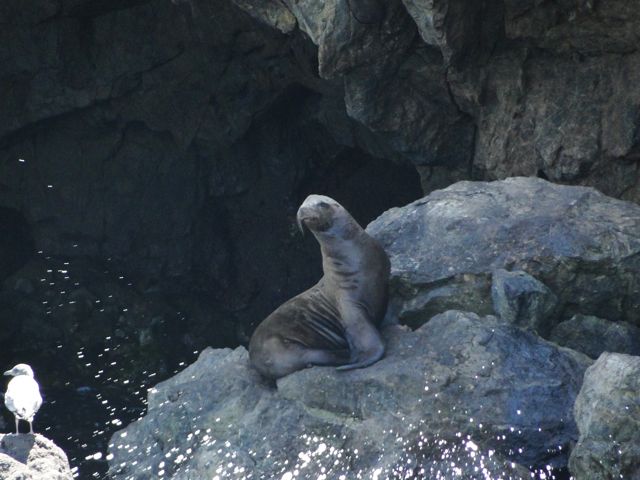 i Tour Anacapa Island Channel Islands Whale Watching