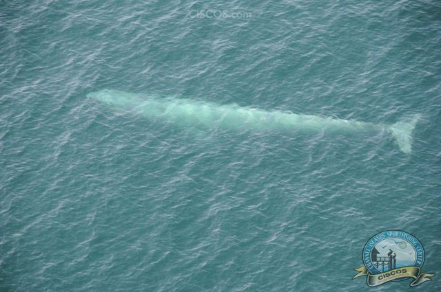 Blue Whale Channel islands Whale Watching
