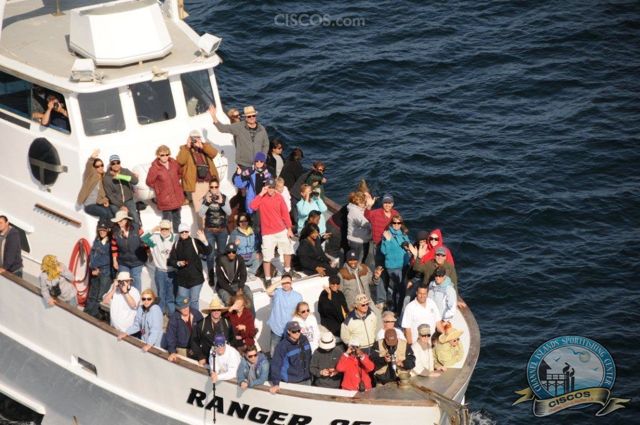 Ranger 85 Channel Islands Whale Watching