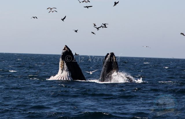 Lunge Feeding Humpback whales