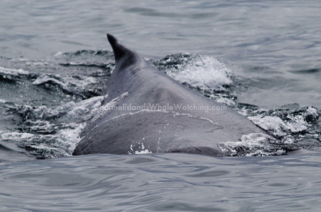 Humpback Whales Channel Islands sportfishing center
