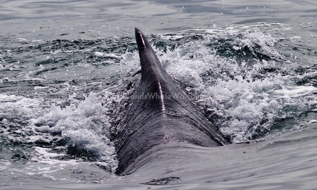 Humpback Whales Channel Islands sportfishing center
