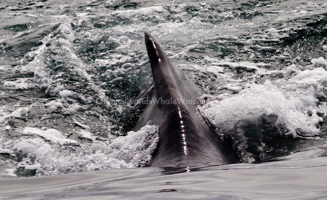Humpback Whales Channel Islands sportfishing center
