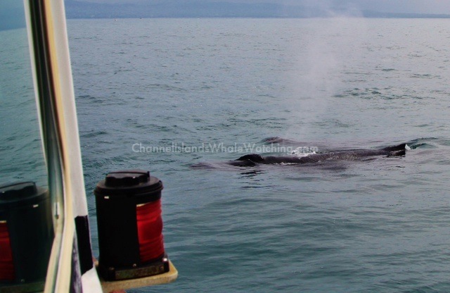 Humpbacks Lunge Feeding Channel Islands sportfishing center