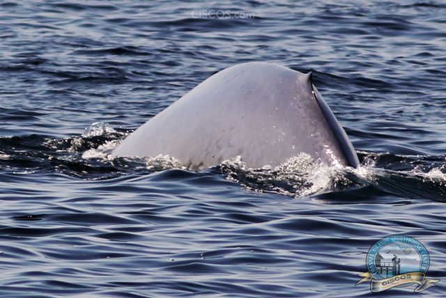 Blue Whale Channel islands Whale Watching