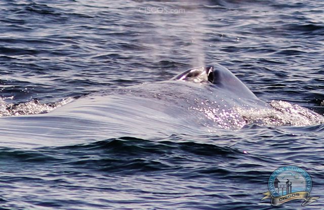 Blue Whale Channel islands Whale Watching