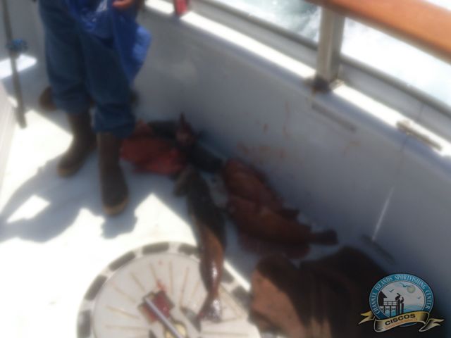 Erna B Sportfishing Ling Cod Channel Islands