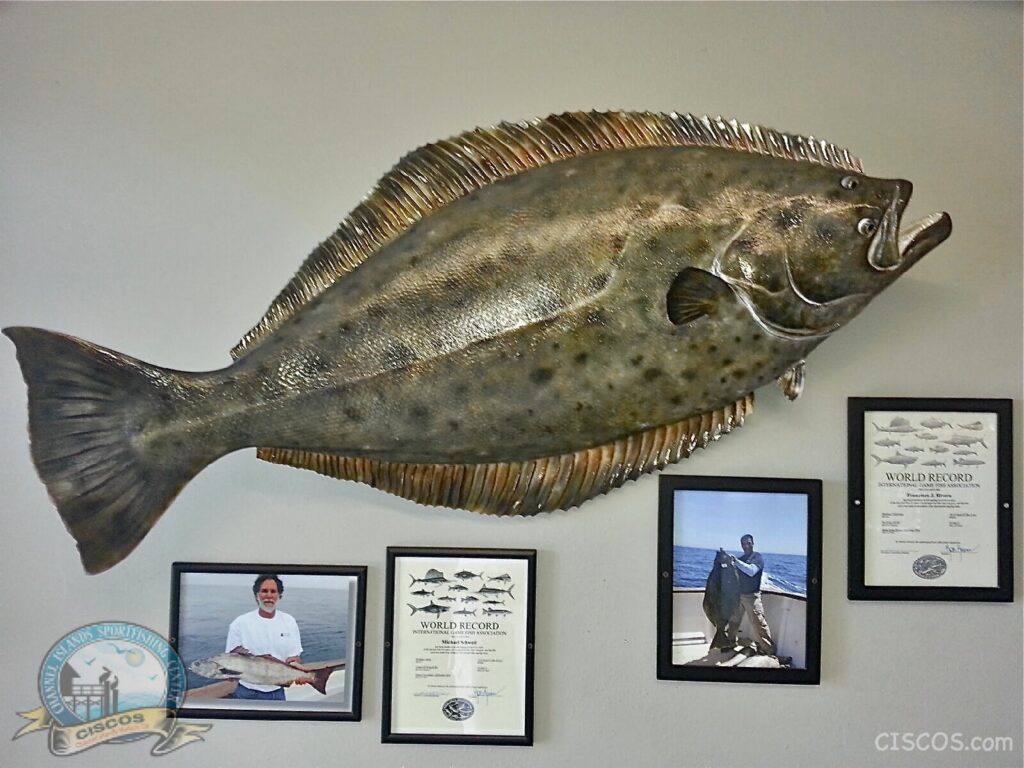 World Record California Halibut