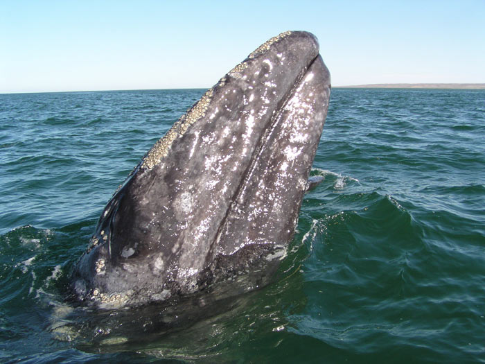 California Gray Whale Channel Islands National Park