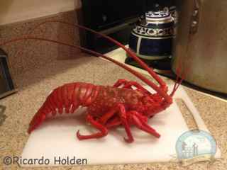 Lobster fishing Cooked Lobster