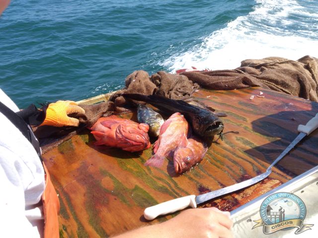 Rockfishing in the Channel Islands Sportfishing